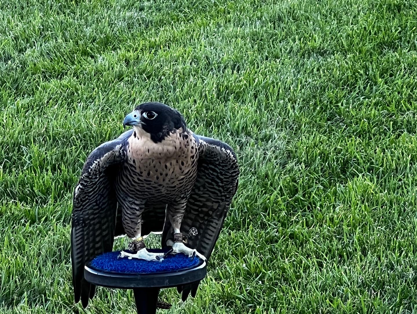 Falcon perched in Colorado