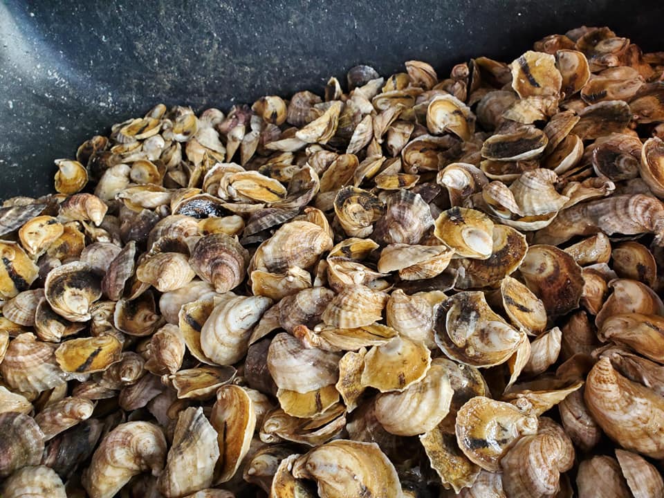 Gulf Coast Oysters