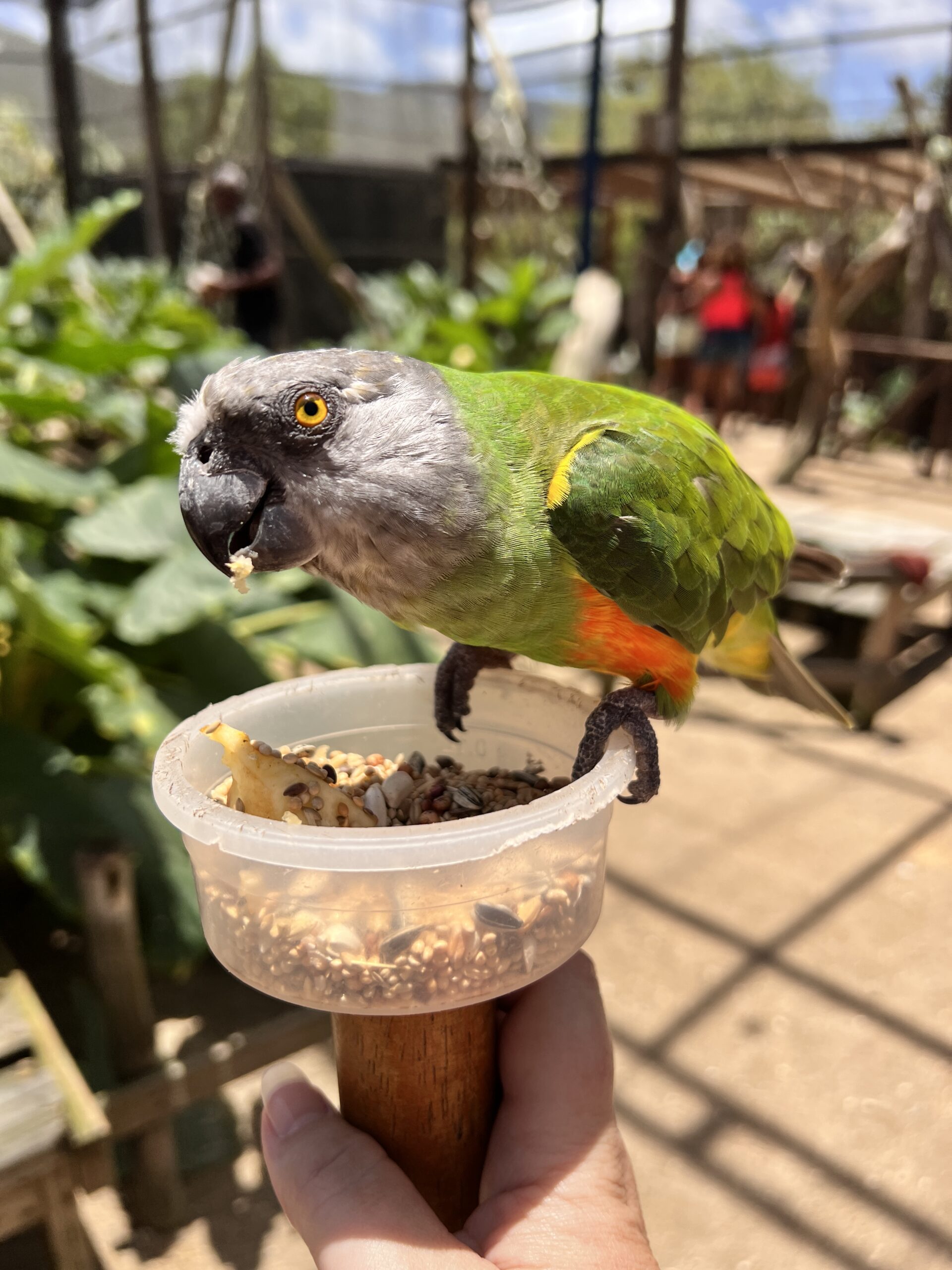Parrot eating in St. Maarten