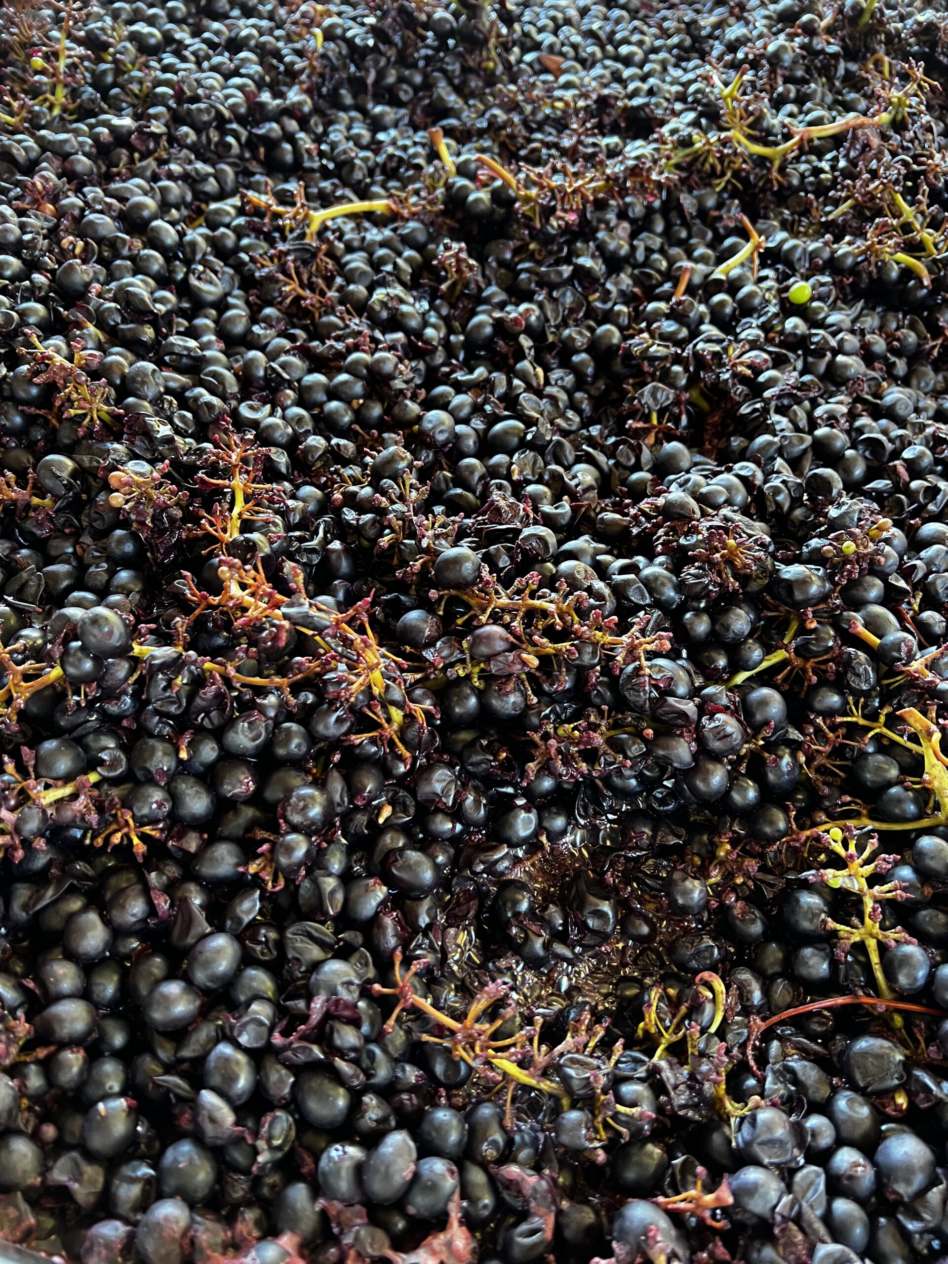 Wine Harvest, Cambria, California