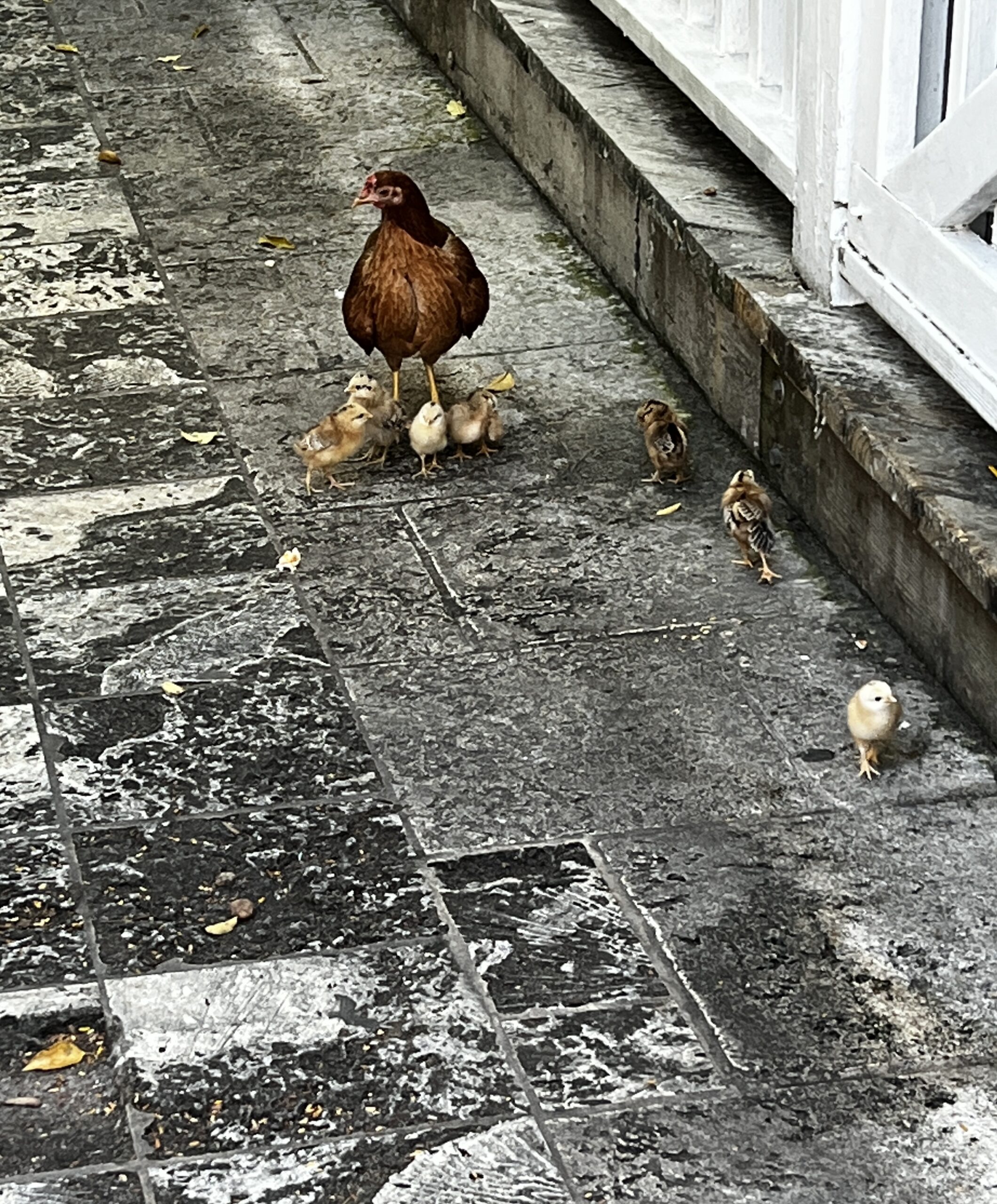 Chickens and baby chicks in Key West