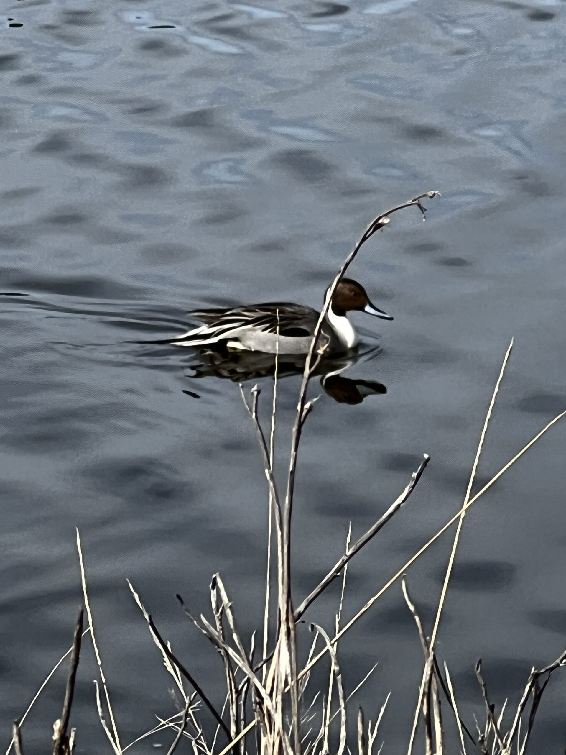 Duck on water, Whidbey Island, Washington