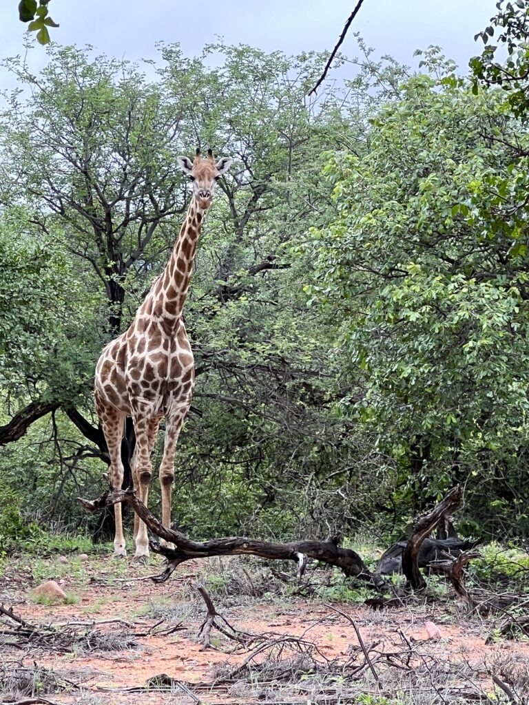 giraffe in South Africa